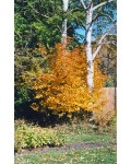 Amelanchier Honeywood посадка